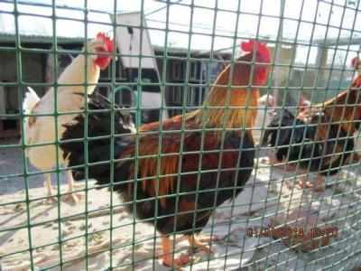 Wire Mesh Farming Protective Net Chicken Net Poultry Protective Barbed Wire