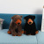 Cute Realistic Black Bear Brown Bear Children's Doll Toy Custom to Sleep with Baby Soft Doll Black Bear Plush Toy