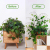 Plant Climbing Wall Fixture Clips Plant Fixer Self-Adhesive Hook Plant Vine Traction Invisible Wall Vines Fixture Sticke