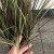 Garden simulation aquatic plant onion grass dog tail potted flower flower