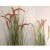 Garden simulation aquatic plant onion grass dog tail potted flower flower