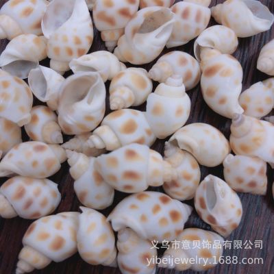 Small Dongfeng Snail Babylonia Areolata Micro Landscape Fish Tank Decoration Craft Accessories Natural Shell Conch