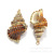 Yibei Gold-Plated Edge Sesame Snail Ornament Accessories Electroplating Conch Pendant Necklace Bracelet Jewelry Ornament Accessories