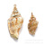 Yibei Electroplating Conch Gold-Plated Edge Black Mouth Conch Conch Pendant Parts Necklace Bracelet Jewelry Accessories