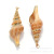 Yibei Electroplated Conch Golden Edge Ornament Accessories Gold-Plated Conch Pendant Necklace Accessories