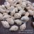 Small Dongfeng Snail Babylonia Areolata Micro Landscape Fish Tank Decoration Craft Accessories Natural Shell Conch