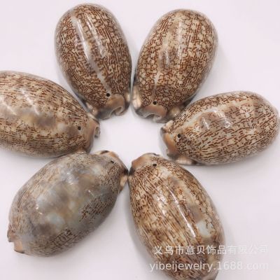 Flower Shell Conch DIY Single Hole Large Shell Shell Middle Shell Amazon Ornament Accessories Factory Direct Sales