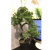 Spot factory store welcome pine bonsai simulation plant home office soft decoration Zen potted plant decoration