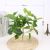 Emulational Plants and Flowers Green Plant Potted Plant Scindapsus Aureus Bonsai Hand Feeling Chicken Heart Leaf Small Handle Bunched Leaves Table Decoration Factory