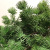 Spot factory store welcome pine bonsai simulation plant home office soft decoration Zen potted plant decoration