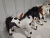 Plush Toy Doll Simulation Animal Horse Doll Creative Creative Birthday Photography Props