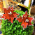 Red Christmas flower wreath of Christmas tree cane Christmas holiday decorations such as flowers