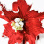 Red Christmas flower wreath of Christmas tree cane Christmas holiday decorations such as flowers
