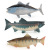 Cross-Border Simulation Freshwater Fish Model 9-Piece Puffer Salmon African Crucian Tuna Aquarium Hand Office