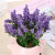 Creative New Office Fresh Floral Potted Simulation Fake Flower and Greenery Domestic Ornaments Factory Wholesale