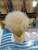 Plastic Handle Head Beard Brush, Soft Wool, Foreign Trade Payment