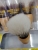 Handle Head Beard Brush, Two-Color Soft Fur, Foreign Trade Payment