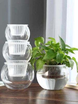 Hydroponic Plant Glass Bottle Transparent Glass Vase Container Green Dill Flowerpot round Spherical Fish Tank Hydroponic Small Container