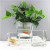 Factory Direct Sales Square Transparent Glass Vase Green Dill Hydroponics Flower Desktop Decoration Polka Dot Crystal Square VAT