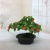 Mini Artificial Bonsai Flower Small Potted Factory Direct Sales Artificial Flower Plant