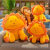 Internet Celebrity Cute Sun Flower Lion Doll Plush Toy Doll Pillow for Girls Sleeping Bed Toy Shaking Sound