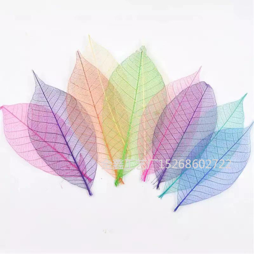 vein diamond leaf magnolia leaf handmade diy material eternal flower gift box flower material bookmark specimen dried flower auxiliary material