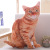 Simulation 3D Plush Toy Fart Big Cat Pillow Dog Pet Toy Duplex Printing Cat Doll Factory Wholesale