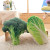 Creative Pillow Green Oil Vegetable and Vegetable Cushion Cabbage Radish Living Room Office Nap Pillow Home Pillow