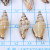 Ornament Accessories Jewelry Accessories Shell the Shell Trumpet Factory Direct Sales