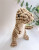 Factory Direct Sales New Cartoon Dinosaur Plush Toy Pet Toy Animal Doll Drawing Sample Customization