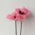 Natural Craft Hibiscus Plants Dried Flower Branch,Display Flower For Wedding Home Decoration Accessories Table Dry Flowe