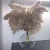  Free Shipping Dried Pampas Grass Decor Wedding Flower Bunch Natural Plants for Home Christmas Decorations 2021