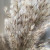  Free Shipping Dried Pampas Grass Decor Wedding Flower Bunch Natural Plants for Home Christmas Decorations 2021