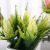 Nordic Simulation Plant Interior Pot Decoration Creative Lavender Green Plant Desktop Plastic Decoration Small Bonsai