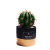 Nordic Instagram Style Creative Cement Pots Simulation Plant Living Room Table Decoration Cactus Cactus Bonsai