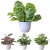  Ins Simulation Plant Ornamental Flower Wind Small Ornaments Living Room Desktop Potted Home Indoor Fake  Plant Bonsai