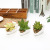 Simulation Multi-Meat Potted Plant Plant Bonsai Micro Landscape Plant Home Decorations Conch Ceramic Potted Plant Orname