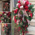American Christmas Decorations Christmas Upside down Tree 60cm 90cm Grape Chinese Hawthorn Christmas Tree