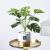 Small Bonsai Ornaments Home Living Room Coffee Table Indoor Decoration