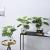 Small Bonsai Ornaments Home Living Room Coffee Table Indoor Decoration