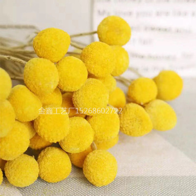 20pcs dried natural flower bouquets dried Craspedia flower bouquets&golden ball flower bunches