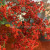 Artificial  Flowers  False Baby's Breath Gypsophila Wedding Decoration Birthday DIY Photo Props Flower Heads Branch