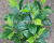 Artificial Plant Fake Camphor Leaves Mini Pot Plant Camphor Leaves Photography Background Table Ornaments Decorative Wholesale with Flowerpot