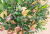 Artificial Plant Potted Red Leaf Fake Leaves Olive Leaf Shrub Project DIY Background Ornament Furnishing Wholesale