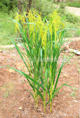 Simulation Fake Spring and Autumn Rice Agricultural Products Plant Leaf Rice Rice Stage Photography Background Engineering Museum Decoration
