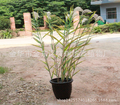 Artificial Wet Reed Leaf Autumn Reed Artificial Flower Leaf Tree Evergreen Plant Dried Flower Reed Flower Museum Wholesale
