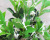 Artificial Silk Flower Plant Fake Trees Honeysuckle Double Flower Honeysuckle Leaf Tree Plastic Flowers Bonsai Decoration Display Wholesale