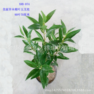 Simulation Greenery Bonsai Geely Leaf Tree Beautiful Different Wood Cotton Leaf Five Fork Branch Fake Wood Cotton Leaf Pot Wholesale