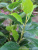 Artificial Plant Fake Camphor Leaves Mini Pot Plant Camphor Leaves Photography Background Table Ornaments Decorative Wholesale with Flowerpot