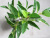 Artificial Camellia Fake Leaves Bonsai Anji White Tea 0.7 M Tea DIY Ornament Furnishing Factory Wholesale